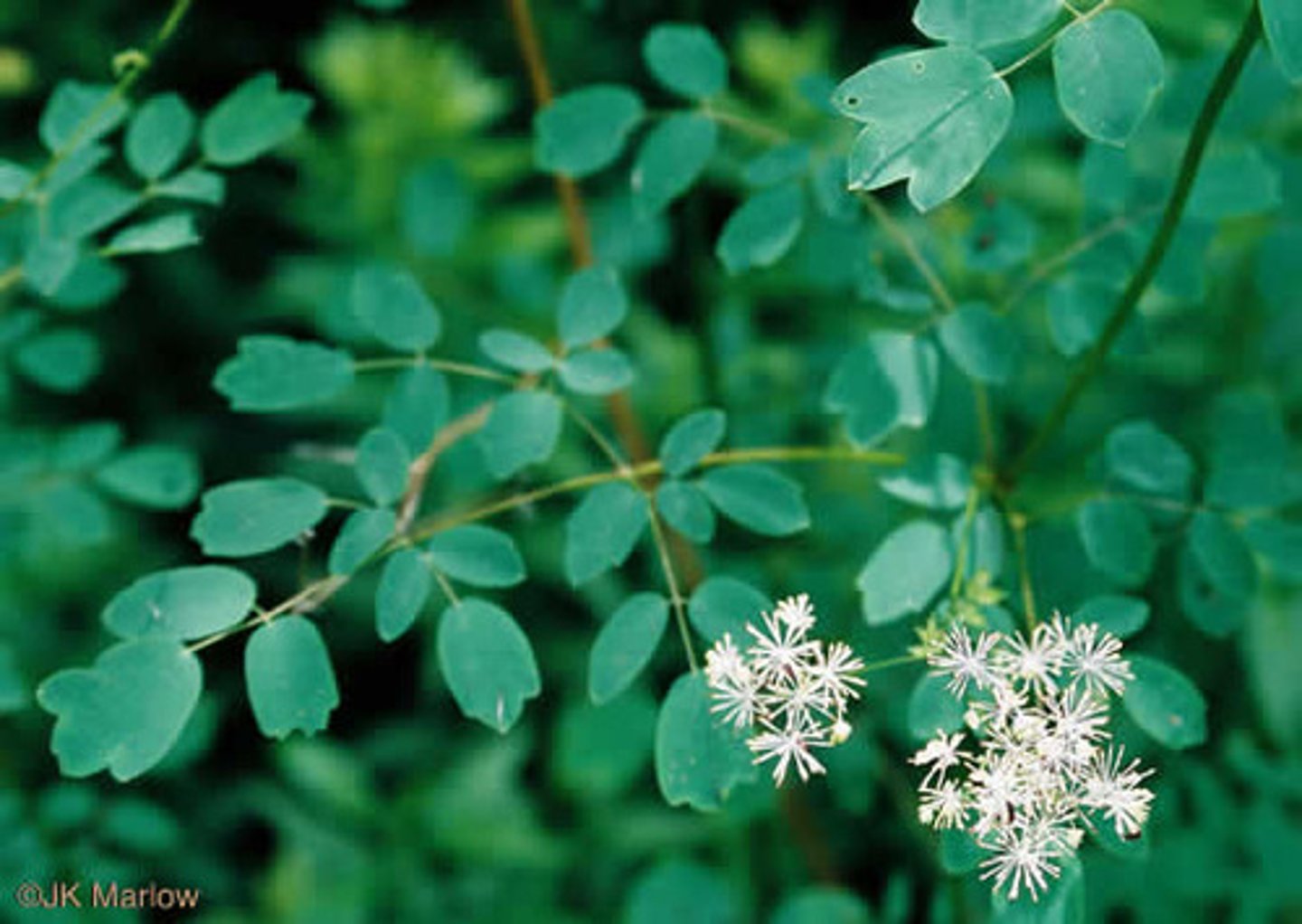 <p>early meadow rue</p>