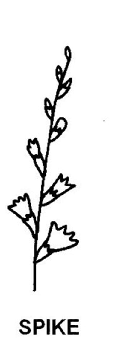 <p>type of raceme that does not have a pedicel (ex. gladiolus)</p>