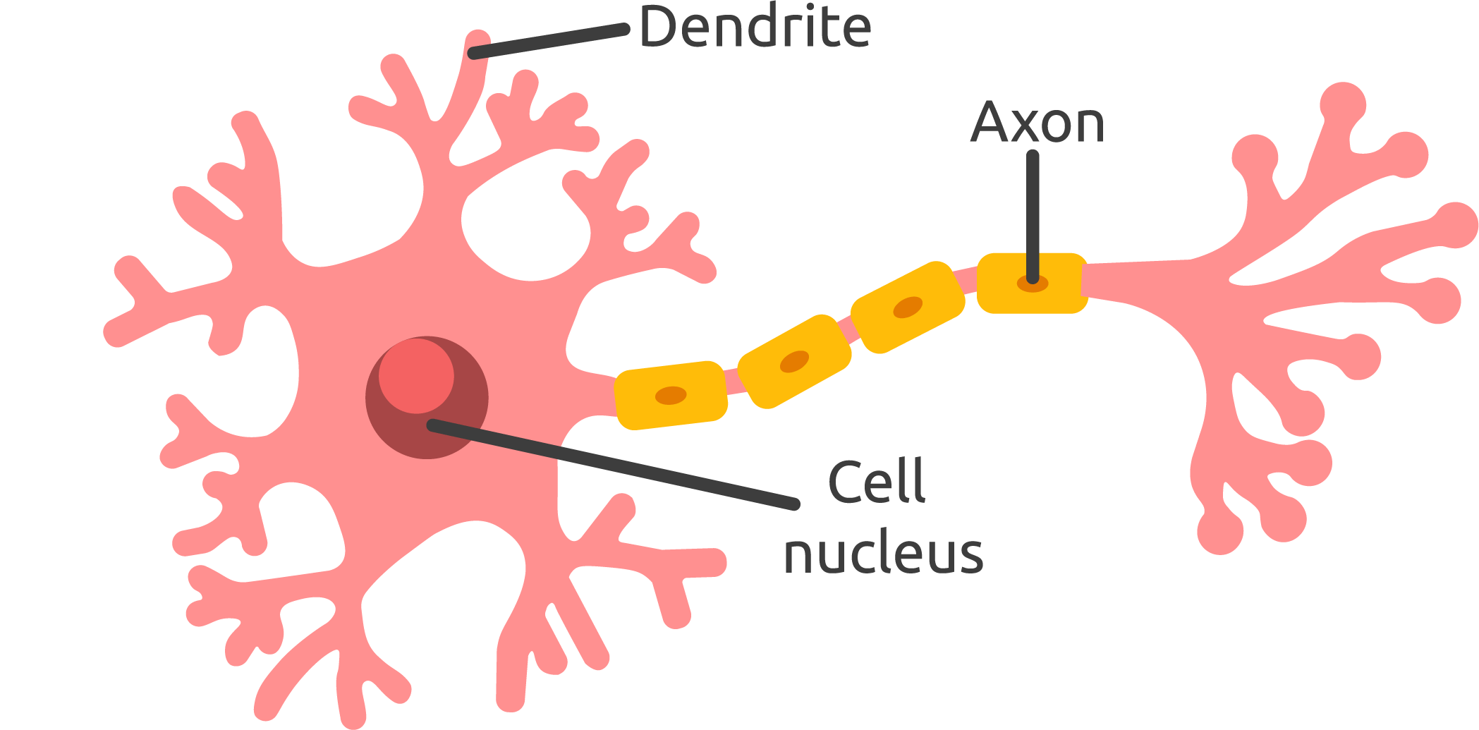 <p>tubelike structure of a neurons that carries the neural message from the cell body to the axon terminals, for communication with other cells</p>