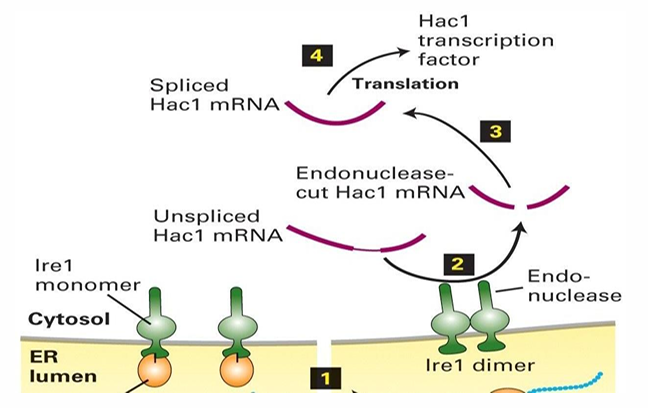 <ul><li><p>lre1 endonuclease targets the mRNA for Hac1</p></li><li><p>Unspliced Hac1 mRNA has an internal sequence inhibiting translation by ribosome&nbsp;</p></li><li><p>lre1 splices Hac1 mRNA to allow for the synthesis of Hac1 protein&nbsp;</p></li><li><p>It serves as a transcription factor&nbsp;</p><ul><li><p>It’s transported to the nucleus to activate the transcription of several genes</p></li><li><p>This includes BiP, lectins, PDI and signal peptidases&nbsp;</p></li></ul></li></ul><p></p>