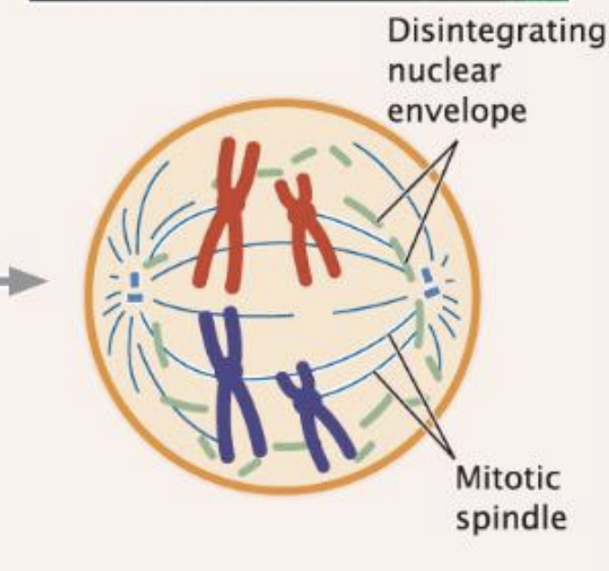 <p>nuclear membrane breaks down</p><ul><li><p>spindles attach the chromosome at kinetochore</p></li></ul><p></p>