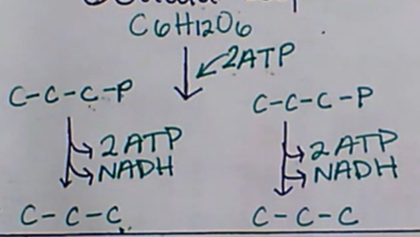 <p>Glycolysis (occurs in cytoplasm):</p><p>1. 2 ATP is used to split 1 glucose (C6H12O6) into 2 C-C-C-P </p><p>(the phosphorus comes from the ATP)</p><p>2. To get rid of the phosphorus, 2 ATP is made for each, turning them into C-C-C (Pyruvate). </p><p>3. NAD+ accepts the electrons created from this turning it into NADH</p><p>Produced in this step: </p><p>2 ATP spent, 4 ATP made</p><p>2 NADH made</p><p>2 Pyruvate made</p><p>Net produced: 2 ATP, 2 NADH</p>