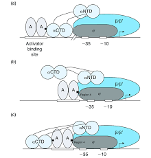 <p><strong>Domain is connected to the alpha-NTD by a flexible linker and interacts with DN</strong>A <strong><mark data-color="yellow" style="background-color: yellow; color: inherit;">as it is highly mobile and can adopt different positions,</mark></strong> <strong>allowing it to reach out from the core enzyme to interact with specific DNA sequences or proteins </strong>i.e. activators</p><ul><li><p><strong>activator-⍺-CTD interaction facilitates the recruitment of RNA polymerase to promoters, stabilises binding and can help induce conformational changes in RNAP to </strong><span style="color: green;"><strong>make transcription initiation more favourable</strong></span></p></li></ul><p>e.g. In the CRP </p>