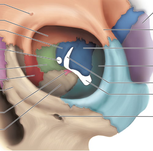 <p>bottom of the large hole (fissure) is called </p>