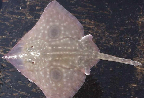 <p>It’s a clearnose skate!</p><p>• Sides of snout translucent, no ocellar spots, entire tail thorny</p><p>• Diet: mollusks, crustaceans</p><p>• Habitat: shallow shores,</p><p>• Reproduction: oviparous</p><p>• IUCN Status: Least Concern</p>