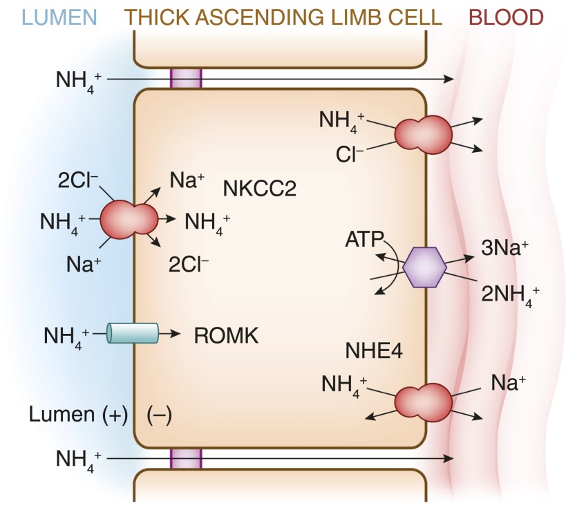 Na+  reabsorbed bt Na=/K+/2Cl- pump . and TAL is impermeable to water 
