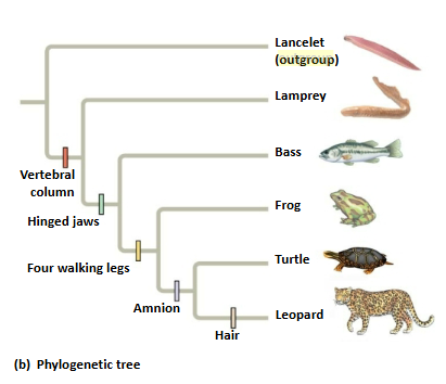 <ul><li><p>is a species or group of species that is closely related to the ingroup, the various species being studied</p></li><li><p>differentiate between shared derived and shared ancestral characteristics</p></li><li><p>a group that has diverged before the ingroup</p></li></ul><p></p>