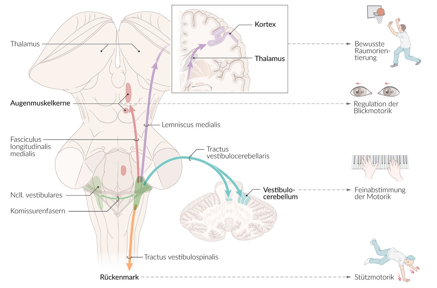 <p>D. Nucleus vestibularis lateralis</p>