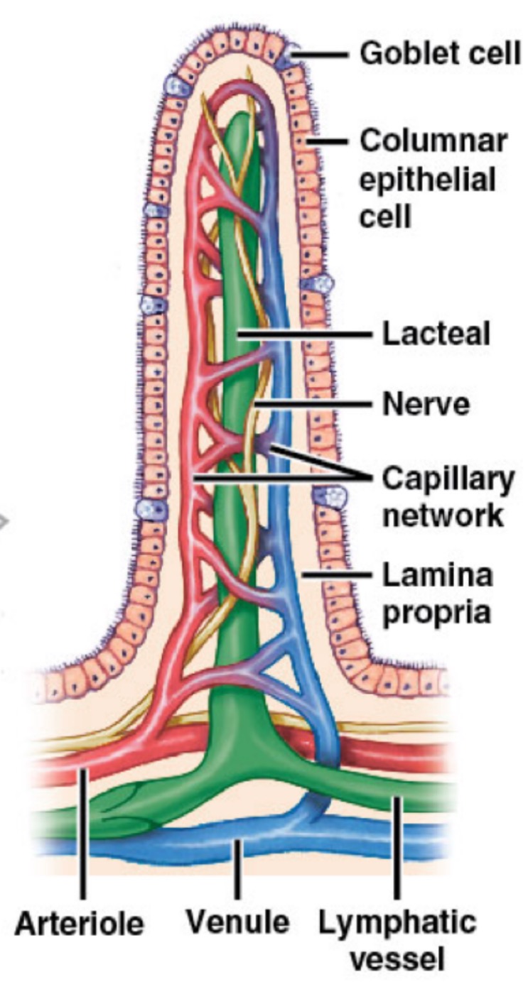 <p>What is the green portion? </p>