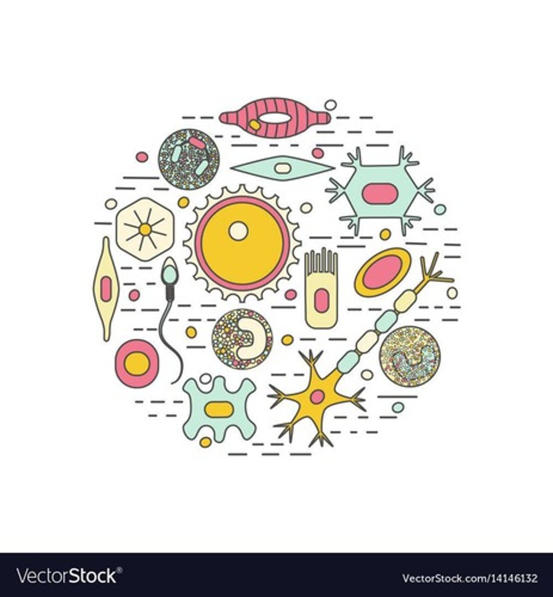 <p>Prokaryotic cells lack a nucleus and membrane-bound organelles, while eukaryotic cells have both.</p>