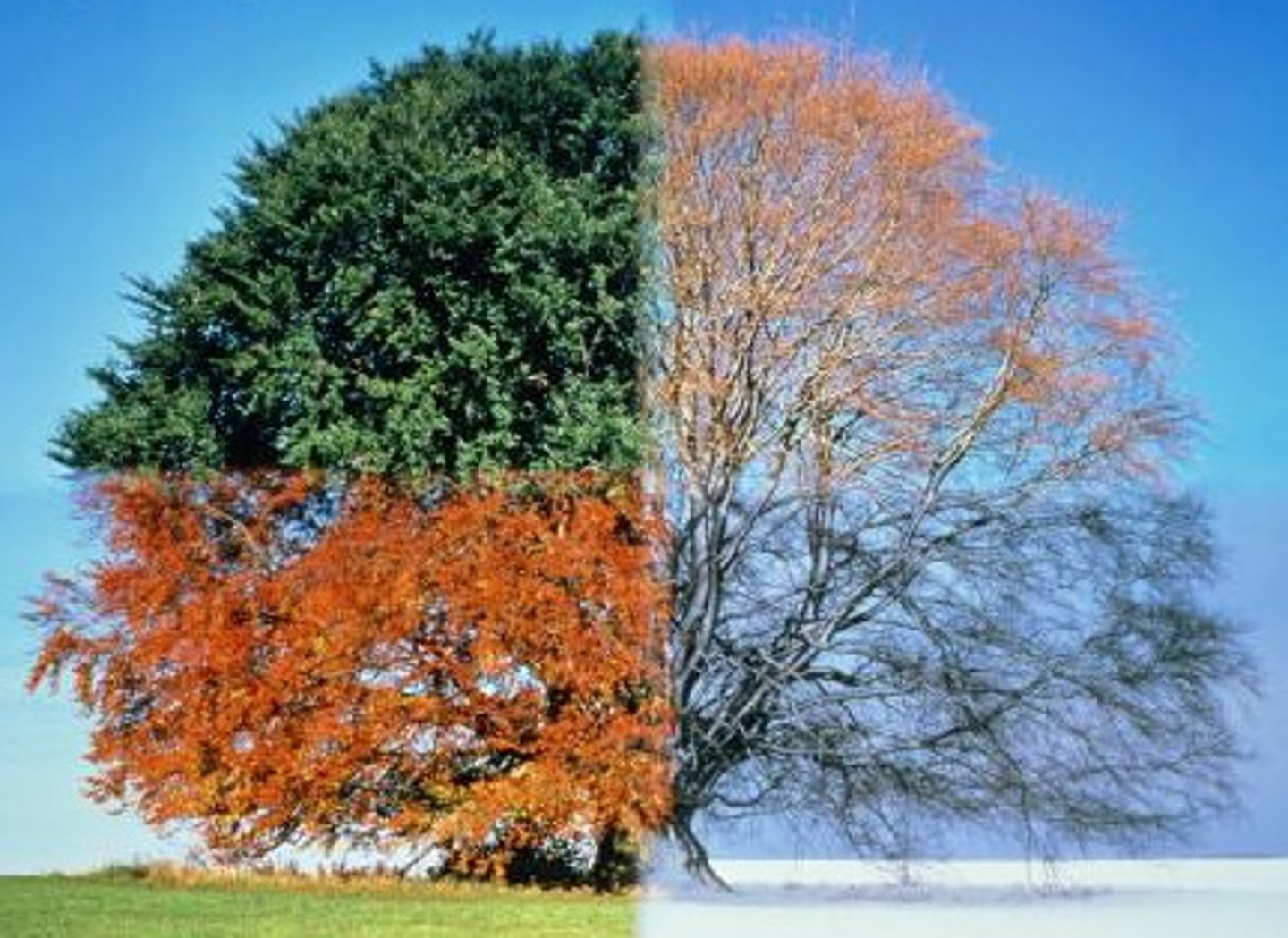 <p>the season, the seasons</p>