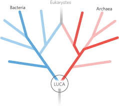 <ul><li><p>Last Universal Common Ancestor</p></li><li><p>the most recent common ancestor of all life</p></li></ul><p></p>