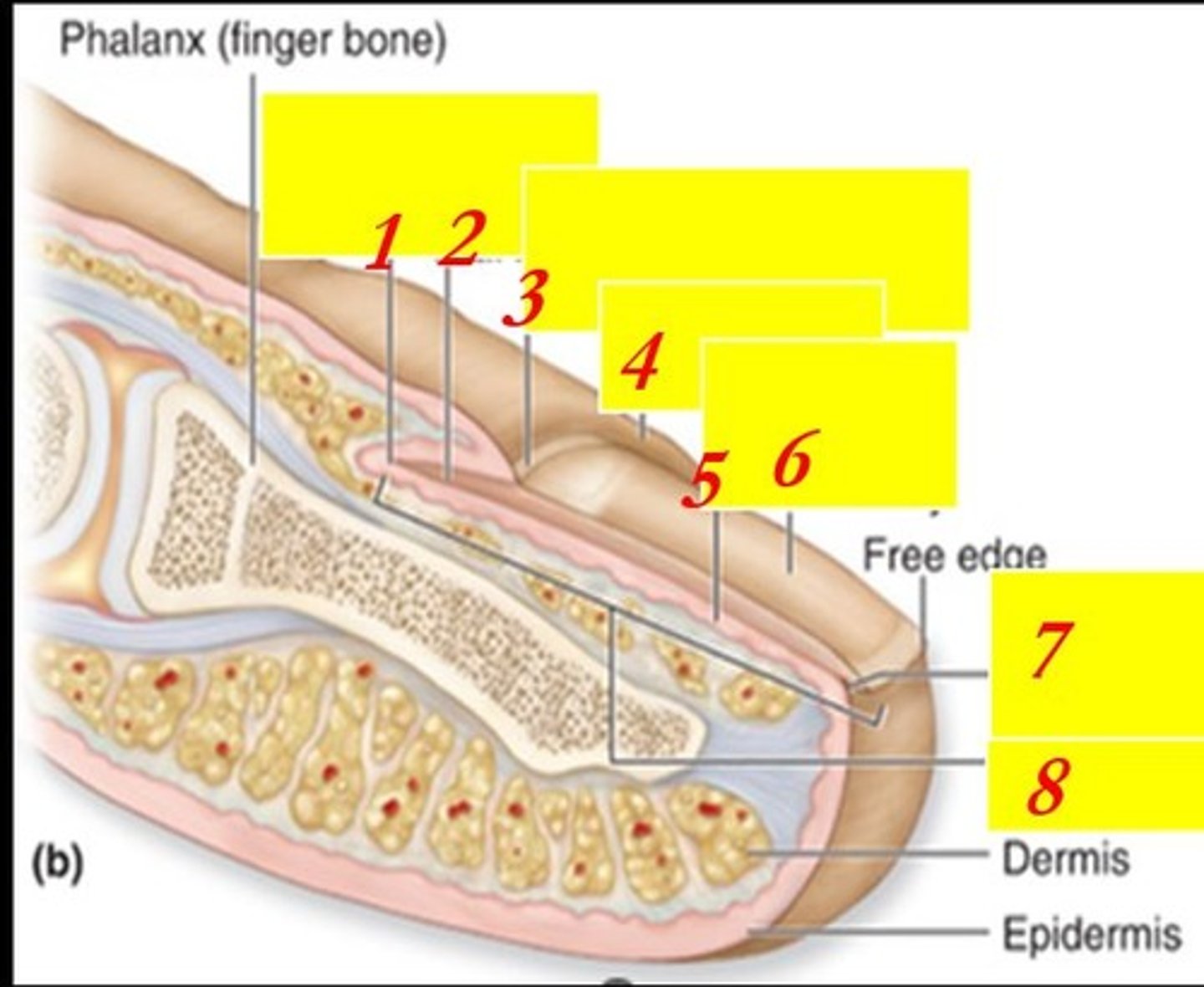 <p>What is the structure indicated by #4 ?</p>