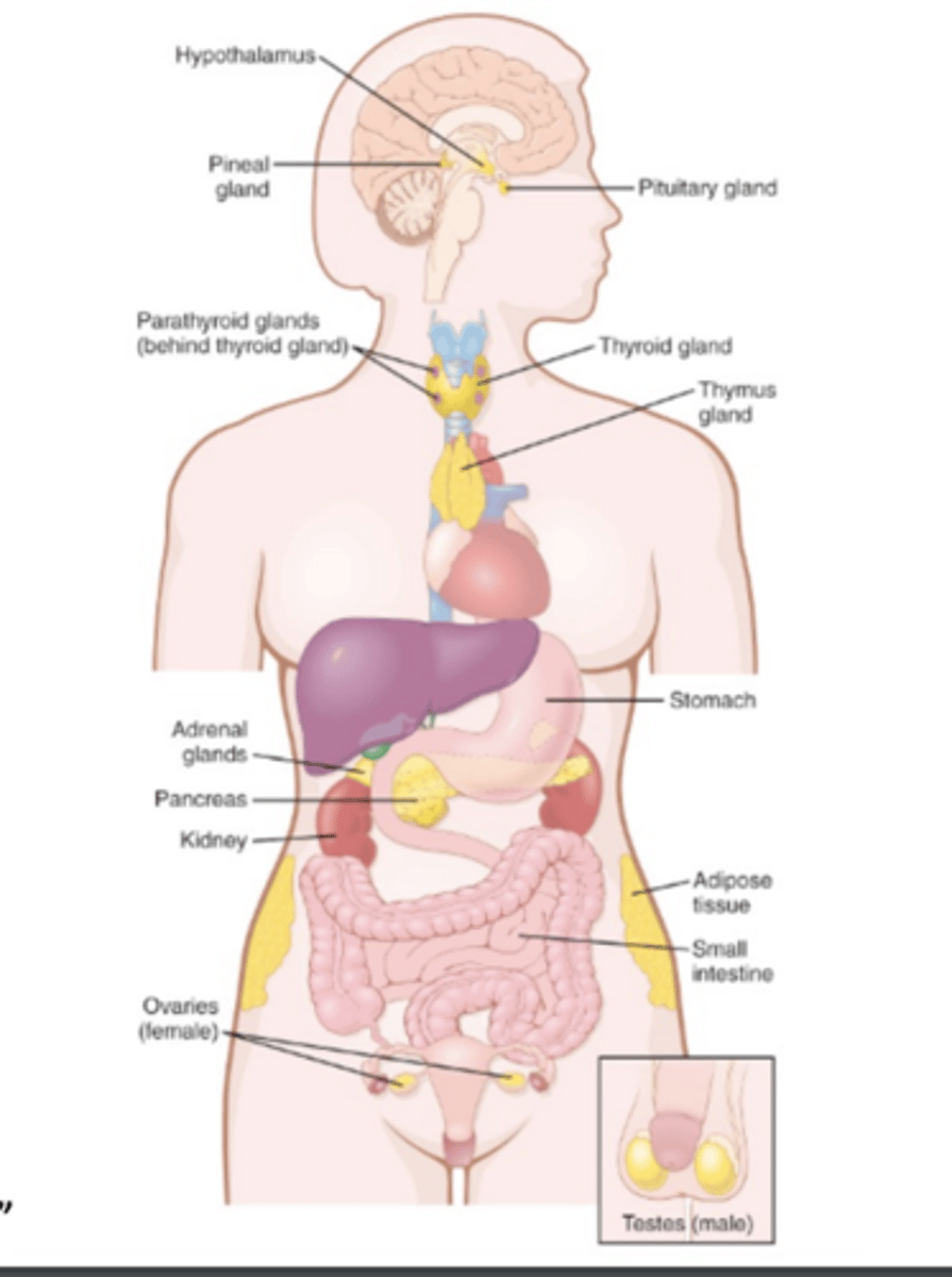 <p>Hypothalamus</p><p>Hypofysen</p><p>Thyroidea</p><p>Parathyroidea</p><p>Pancreas</p><p>Binyrer</p><p>Gonaderne</p>