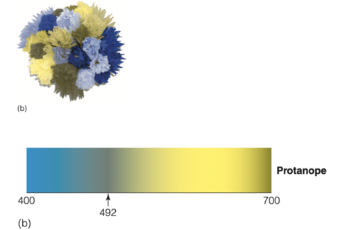 affects 1% of males and .02% of females and results in the perception of colors shown below 
a protanope is missing the long wavelength pigment (cant see red)

indviduals see short-wavelength as blue 
neutral point occurs at 492nm
above neutral point they see yellow