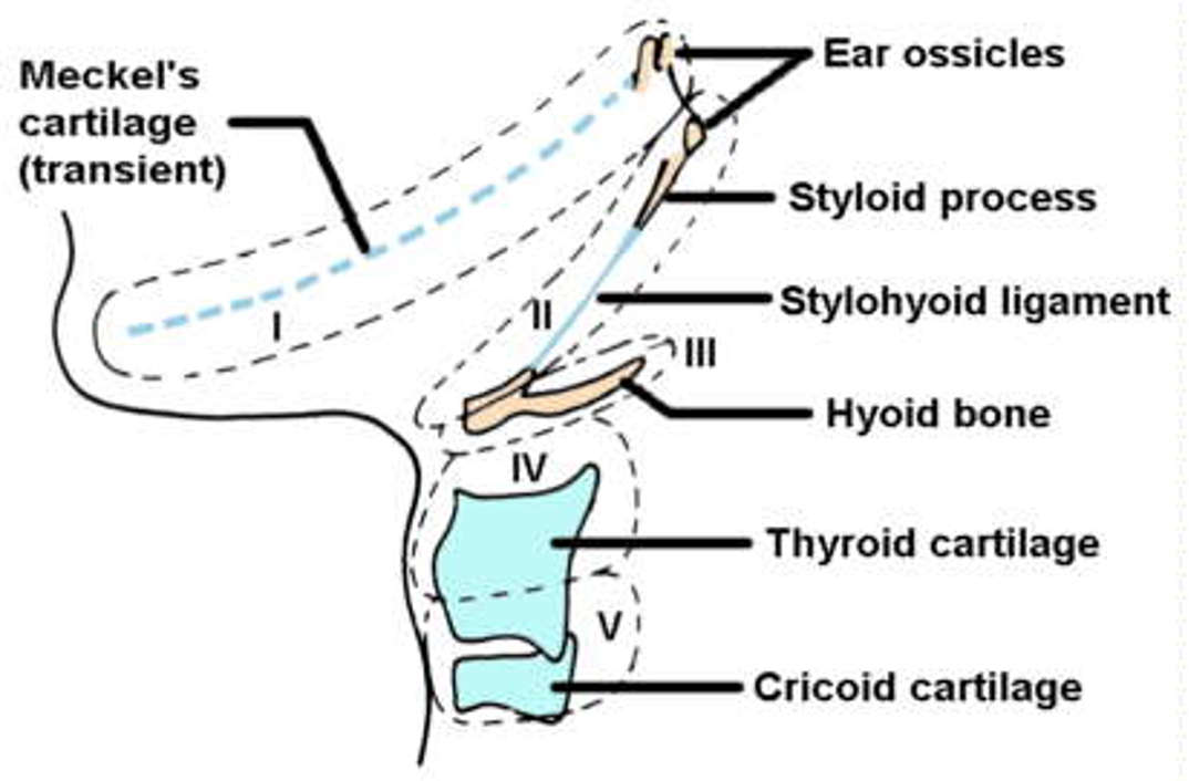 <p>outline skeletal derivatives of the 1st pharyngeal arch</p>