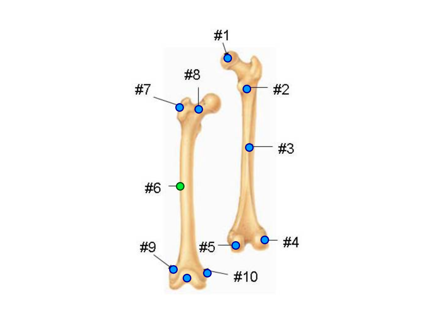 <p>What’s the hole <span style="color: green"><strong>inside</strong></span> the head of the femur?</p>