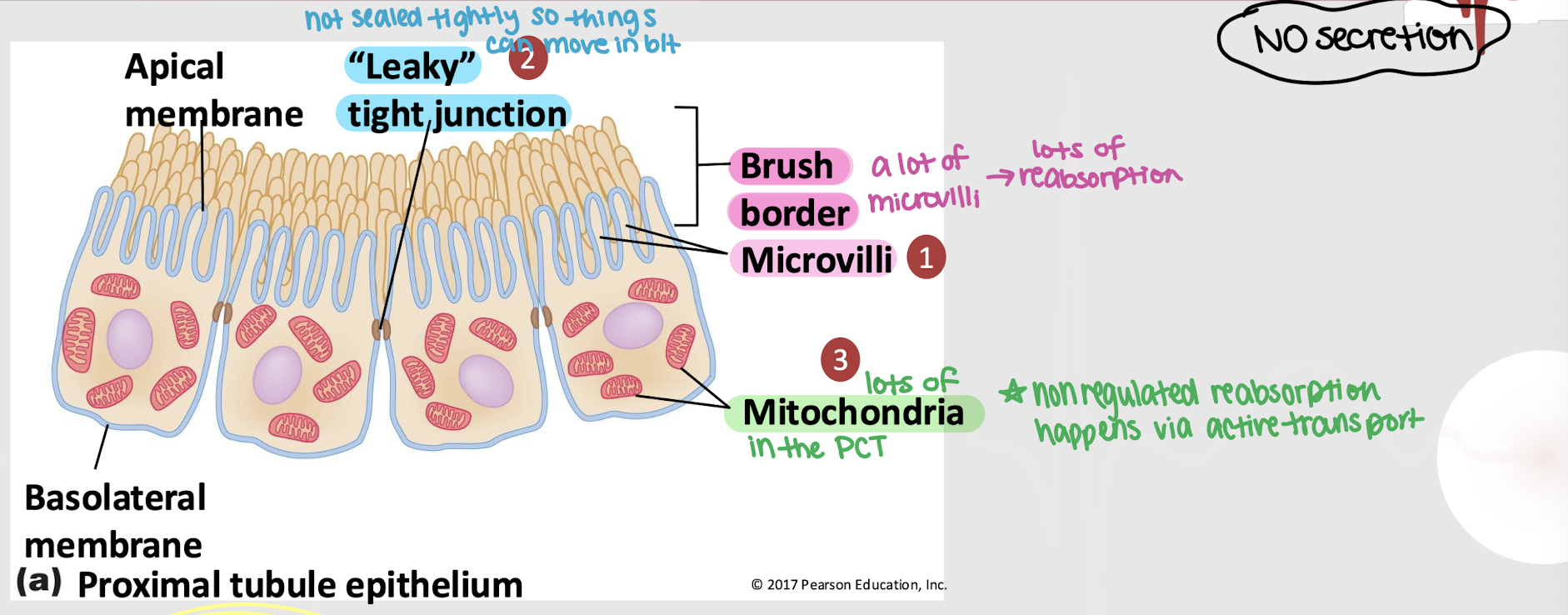 <p>PCT; leaky; microvilli; mitochondria; active </p>