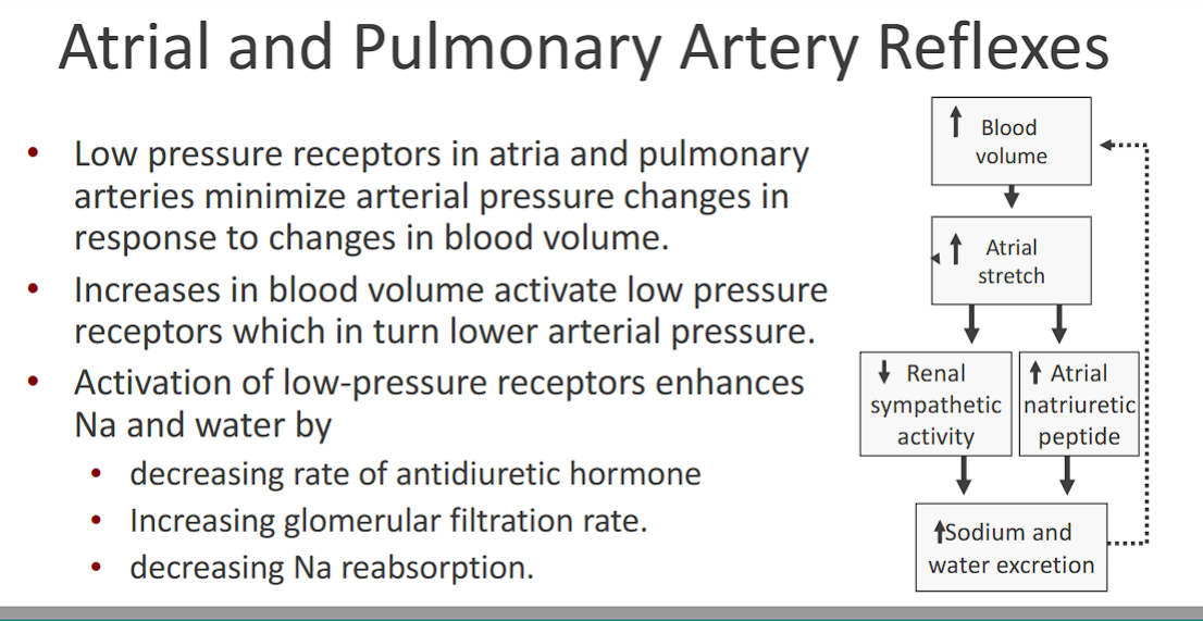 <p>-<strong>Low pressure receptors </strong>in <strong>atria</strong> and <strong>pulmonary arteries</strong> minimize arterial pressure changes in response to changes in blood volume.&nbsp;</p><p>-<strong>Increases in blood volume</strong> <u>activate</u> <strong>low pressure receptors</strong> which in turn <strong>lower arterial pressure</strong></p><p>low pressure receptors want to decrease AP.&nbsp;</p><p>-Activation of low-pressure receptors gets rid of Na and water by:&nbsp;</p><p>• decreasing rate of antidiuretic hormone</p><p>• Increasing glomerular filtration rate.</p><p>• decreasing Na reabsorption</p><ol><li><p>blood volume increases</p></li><li><p>atrial stretch increases</p></li><li><p>low pressure receptors activate</p></li><li><p>Renal sympathetic activity DECREASES and ANP INCREASES (anp is the OPPOSITE of vasopressin, A<strong>D</strong>P is the <strong>same </strong>as vasopressin)</p></li><li><p>decrease in blood volume achieved.&nbsp;</p></li></ol><p></p>
