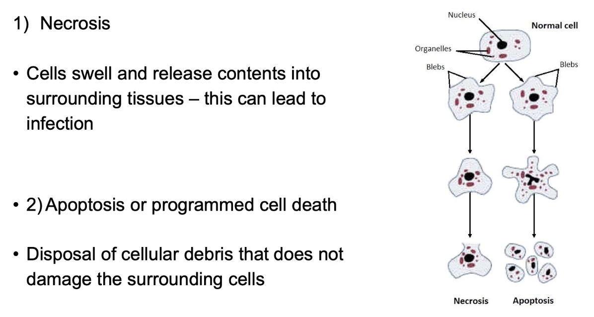 <p><strong>Necrosis and apoptosis</strong></p><ul><li><p><strong>Necrosis</strong> = unregulated, causes inflammation</p></li><li><p><strong>Apoptosis</strong> = controlled, clean, and safe cell removal</p></li><li><p>Apoptosis prevents damage to nearby cells</p></li></ul><p></p>