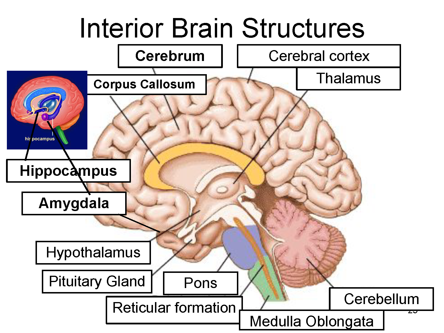 <ul><li><p>largest part of brain</p></li><li><p>handles a wide ranges of responsibilities</p></li><li><p>Includes</p><ul><li><p>Frontal lobe</p></li><li><p>Occipital lobe</p></li><li><p>Temporal lobe</p></li><li><p>Parietal lobe</p></li></ul></li></ul>