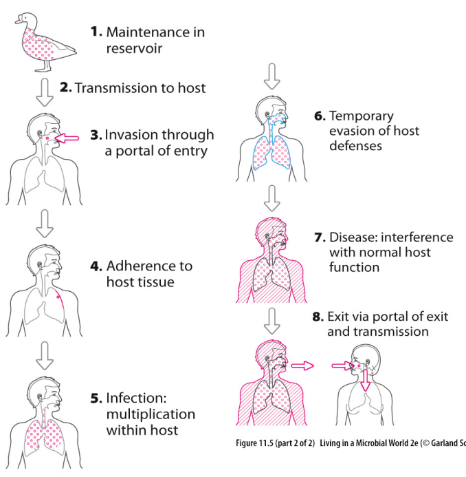 <p>Best outcome for a host: complete clearance of pathogen</p><p>- resolution of any damage</p><p>- development of immune memory</p>
