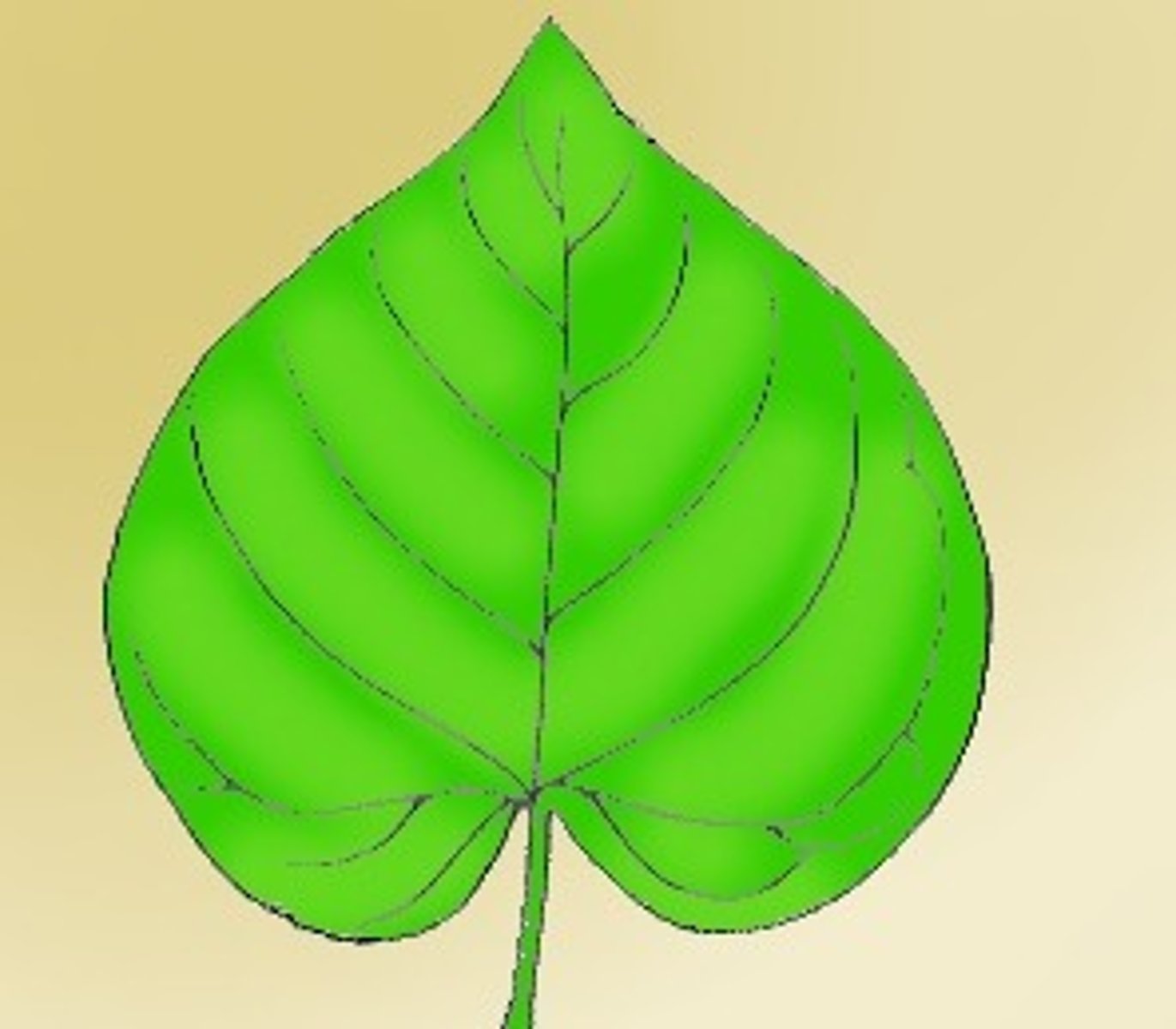 <p>heart shaped leaf</p>