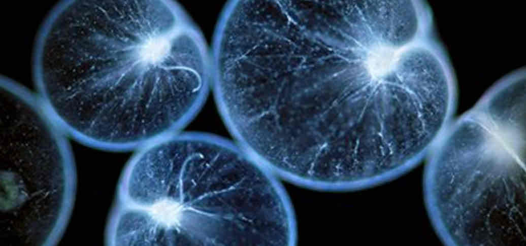 <p>Dinoflagellati che appartengono a specie aberranti responsabili della bioluminescenza del plancton</p>