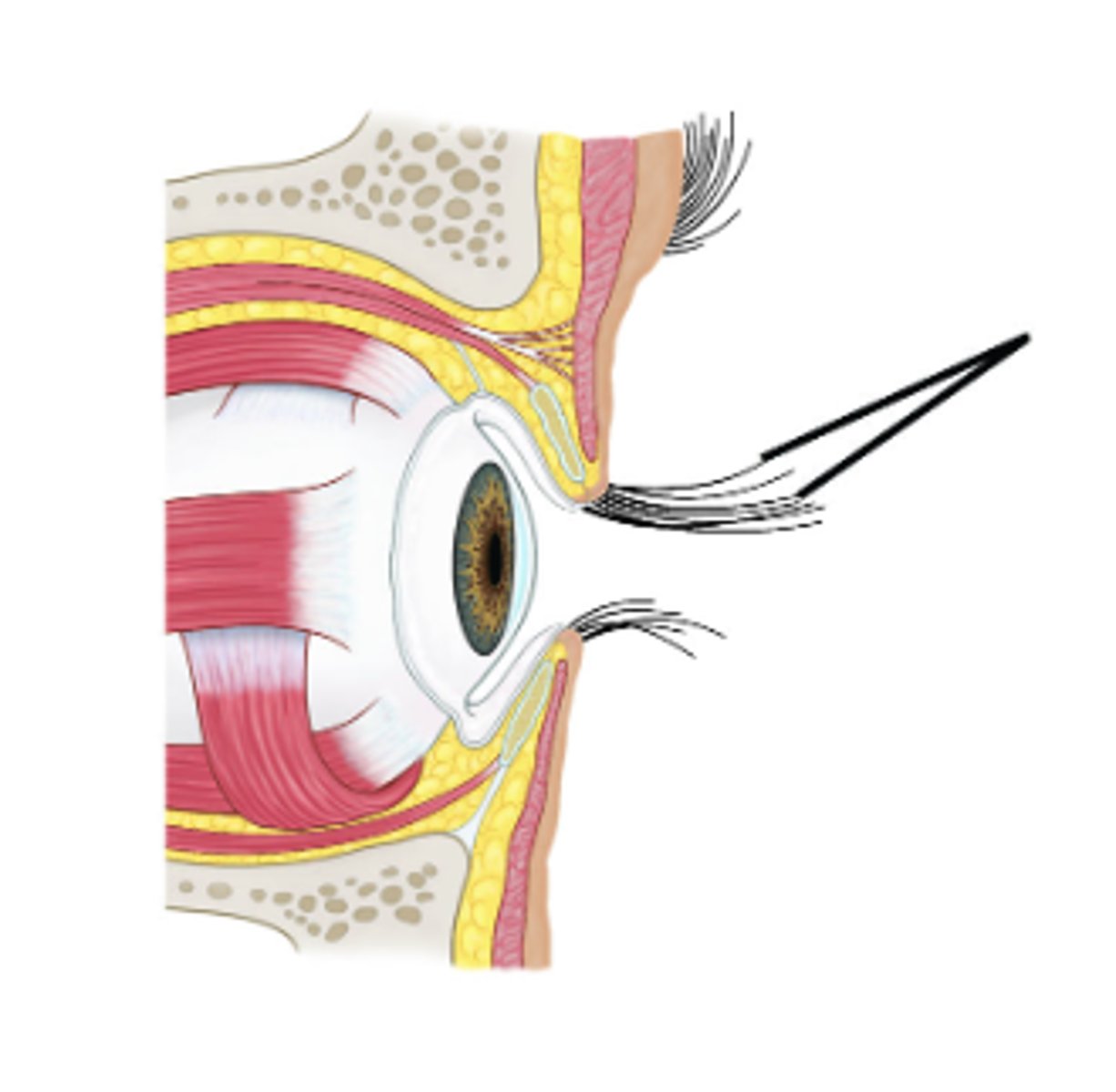 <p>Identify structures.</p>