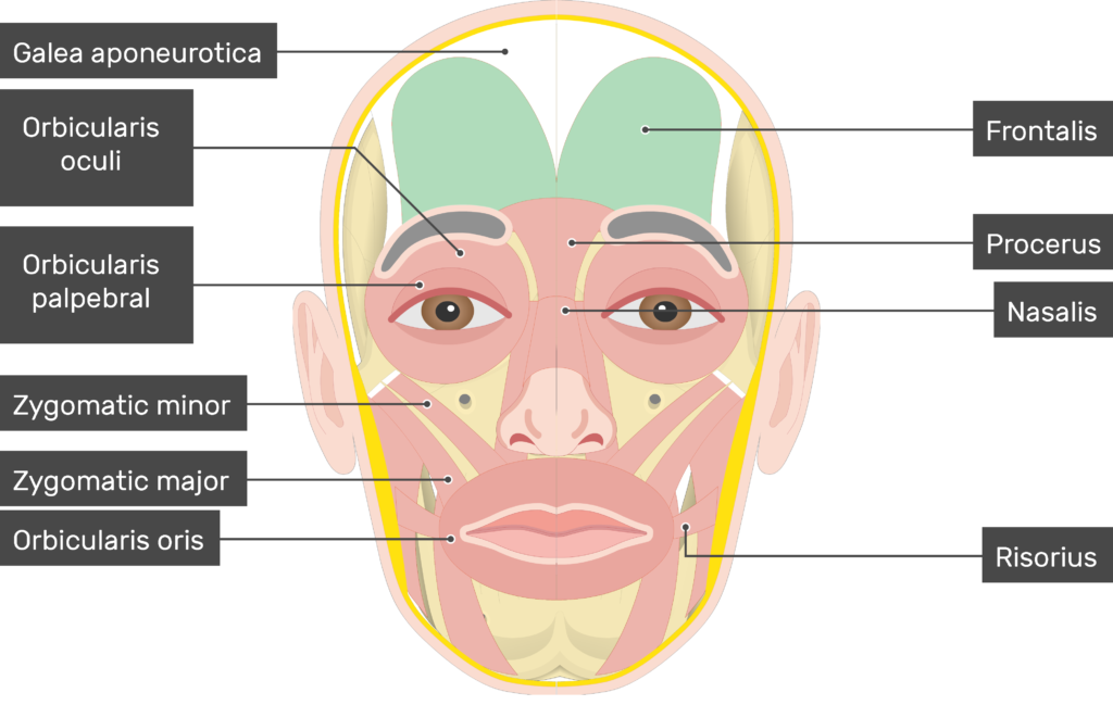 <p>elevates upper lip </p>