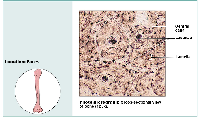 <ul><li><p>Function: Same as bone</p></li><li><p>Location: Bones</p></li></ul>