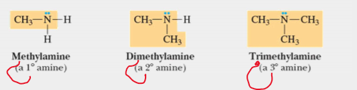 <p>amines</p>