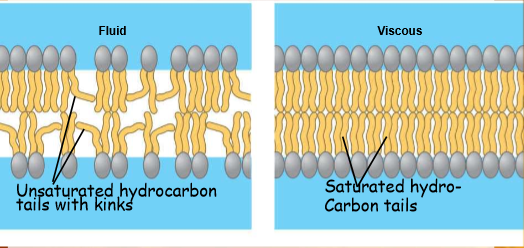 <ul><li><p>unsaturated hydrocarbon tails w/ kinks → more fluid</p></li><li><p>saturated hydrocarbon tails w/ no kinks → less fluid</p></li><li><p>cell should have good mix of both</p></li></ul>