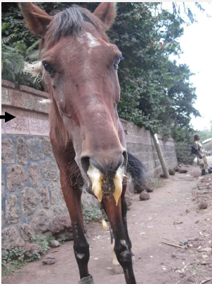 <p>Name this disease and the causative agent</p>