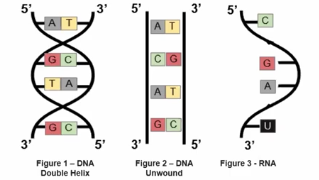 <p>The linear sequence of nucleotides encodes biological information, so if any change to the sequence of the nucleotides may lead to a change in the seconded information. </p>
