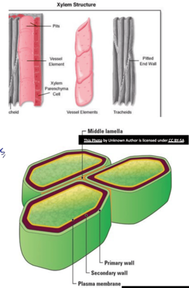 <p>- Deposited when cell growth has ended</p><p>- some protoplasts die leaving a lumen</p><p>- Found in cells that have strengthening and water conduction functions</p><p>-Contains lignin </p><p>- Contains more cellulose than primary wall and pectic substances are lacking (therefore rigid)</p>