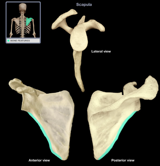 <p>Lateral (axillary) border of scapula</p>