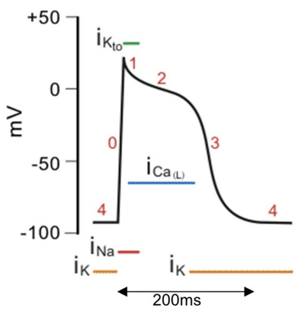 <p><span>• Return to resting potential = -70mV</span></p>