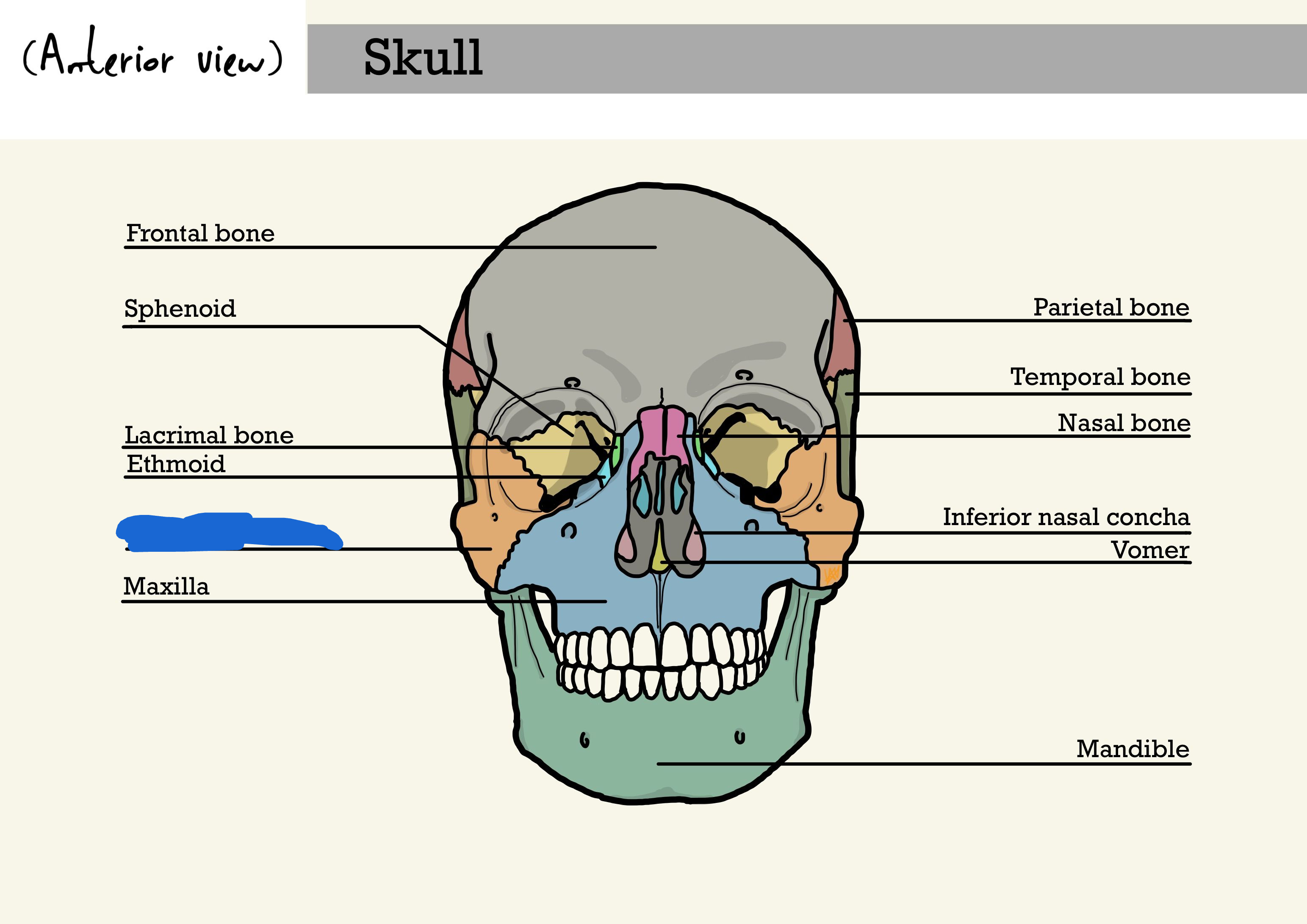 <p>what is the marked out lines bone? (anterior view)</p>