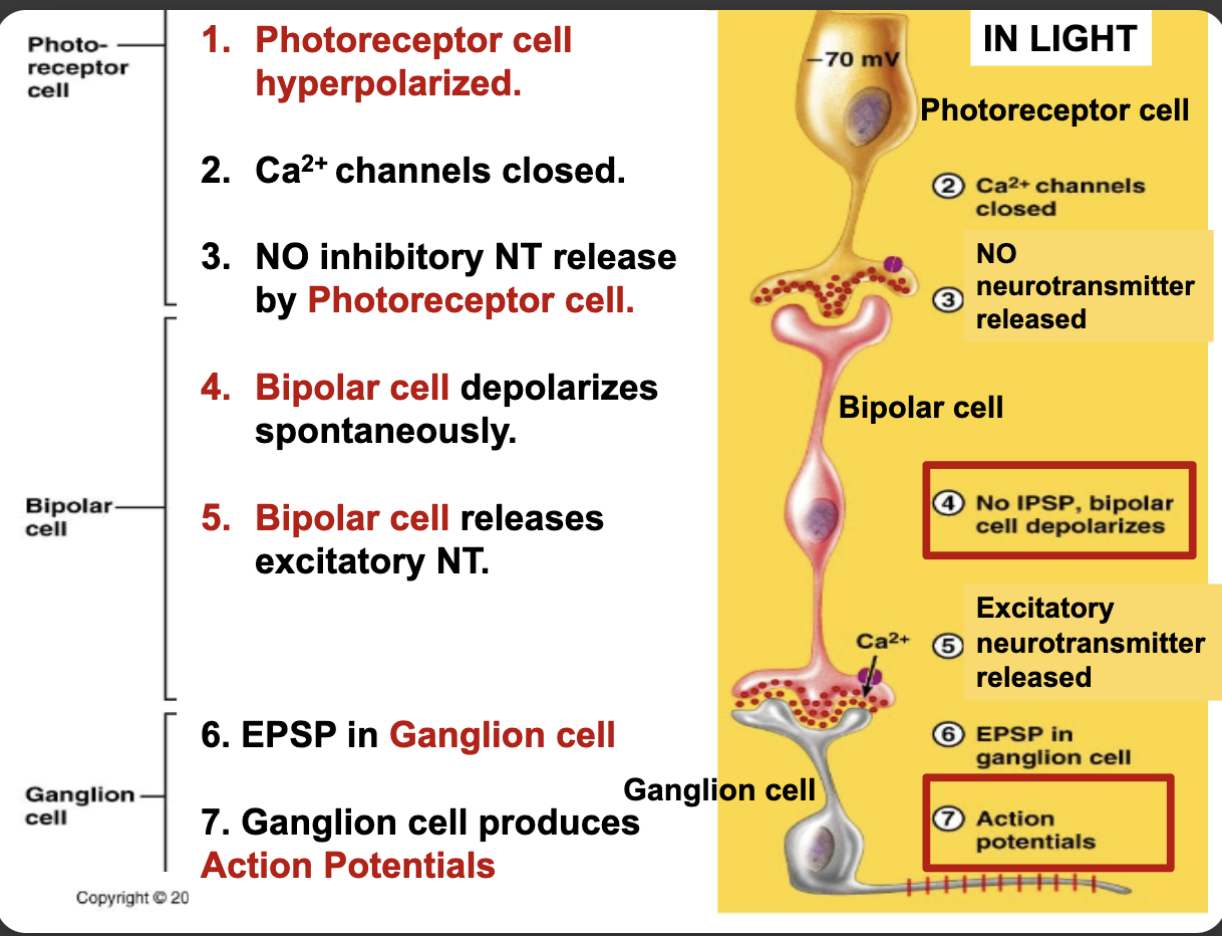<ol><li><p>photoreceptor cell hyperpolarized</p></li><li><p>Ca channels closed</p></li><li><p>No IPSP; bipolar cell depolarizes spontaneously</p></li><li><p>Bipolar cell releases excitatory NT</p></li><li><p>EPSP in ganglion cell</p></li><li><p>Ganglion cell produces APs</p></li></ol><p></p>