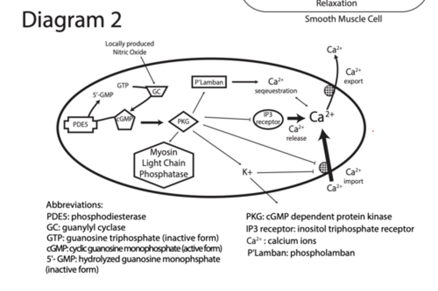 <p>1. NO → GC</p><p>NO activates guanylyl cyclase</p><p>2. GTP → cGMP</p><p>GC converts GTP → cGMP</p><p>PDE5 (phosphodiesterase) converts cGMP → GMP</p><p>Turns OFF the signal</p><p>3. cGMP → PKG</p><p>cGMP activates PKG</p><p>4. PKG TARGETS (VERY IMPORTANT)</p><p>PKG TARGETS (VERY IMPORTANT)</p><p>A. Phospholamban (PLB)</p><p>PKG phosphorylates PLB</p><p>→ Ca²⁺ pumped into ER</p><p>↓ cytosolic Ca²⁺</p><p>B. IP3 receptor</p><p>PKG inhibits Ca²⁺ release</p><p>Less Ca²⁺ from ER</p><p>C. Blocks Ca²⁺ channels (membrane)</p><p>↓ Ca²⁺ entry</p><p>D. Ca²⁺ export pumps</p><p>↑ Ca²⁺ pumped OUT</p><p>E. Myosin light chain phosphatase</p><p>Activated → dephosphorylates myosin</p><p>prevents contraction</p><p>F. PKG activates K⁺ channels</p><p>“PKG activates potassium channels, causing hyperpolarization of the membrane, which closes voltage-gated calcium channels and reduces intracellular calcium levels."</p><p>PKG causes:</p><p>↓ intracellular Ca²⁺</p><p>↓ Ca²⁺ sensitivity</p><p>↑ myosin relaxation</p><p>RESULT = SMOOTH MUSCLE RELAXATION</p><p>BC Ca2+ binds tropomyosin which inhibits myosin from binding actin</p>