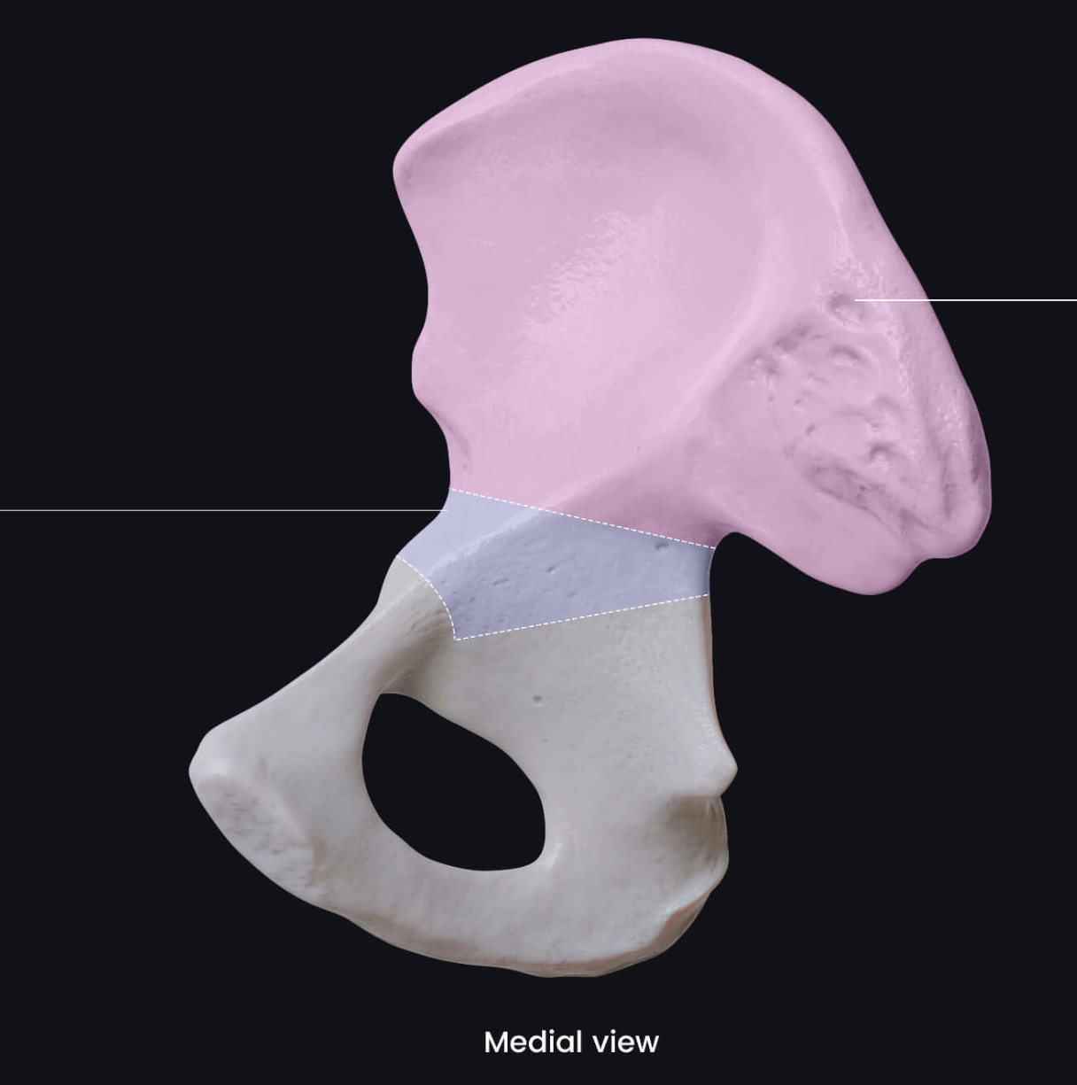 <p>Name the bone highlighted in purple.</p>