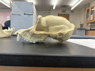 <p>What is the name of the species?</p>