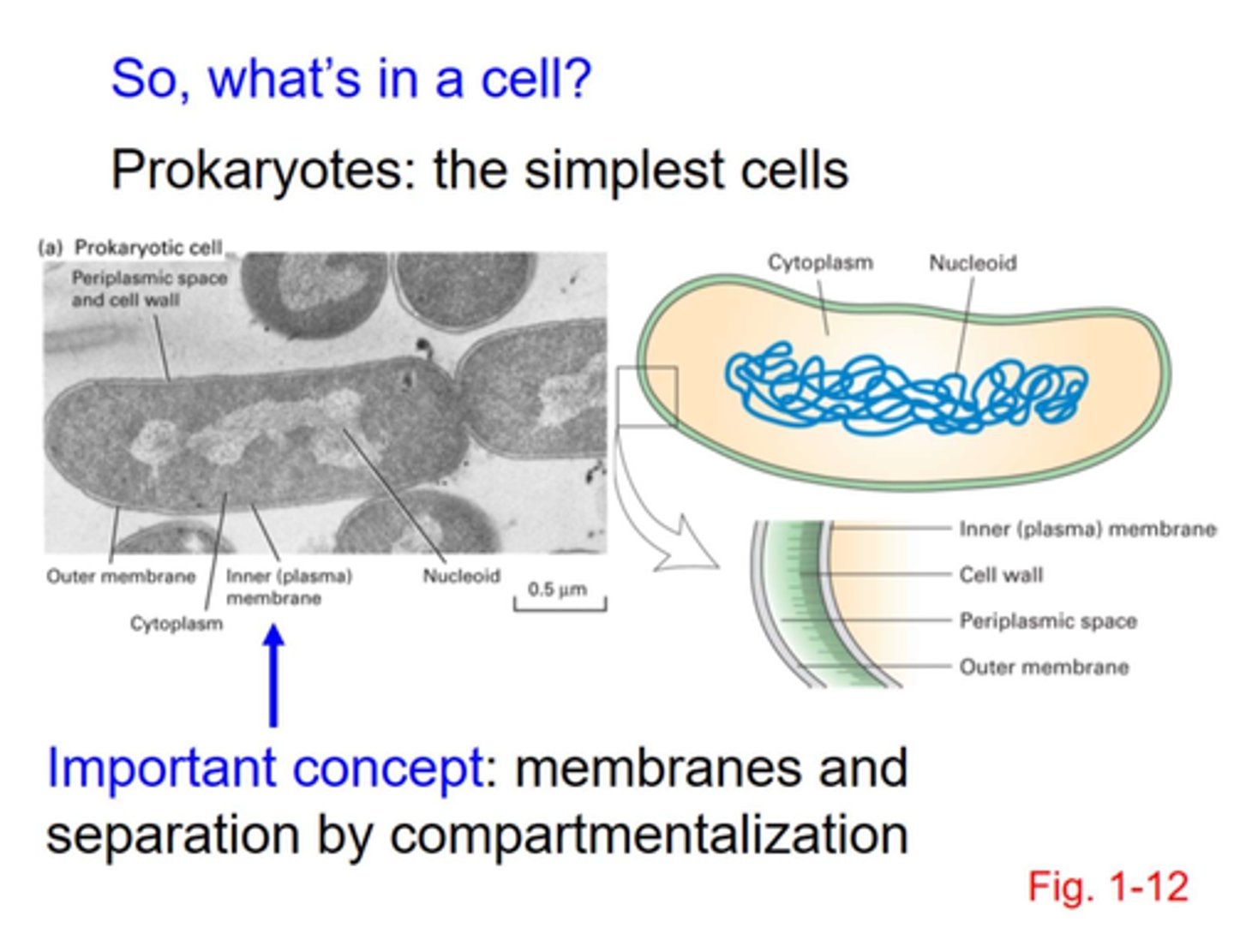 <p>- simplest cells </p><p>- single celled </p><p>- lack a true nucleus and instead have a nucleoid region</p><p>- have inner plasma membrane surrounded by outer membrane with a periplasmic space in-between </p><p>- membranes and separation by compartmentalization </p><p>- biological membranes: compartment barriers</p><p>- phospholipids: amphipathic (form bilayers) </p><p>- cholesterol: for rigidity</p><p>- membrane proteins: receptors, channels, pumps</p><p>- includes: Eubacteria (true bacteria) and archaea </p><p>1. Eubacteria</p><p>- E Coli </p><p>- blue green algae (cyanobacteria)</p><p>2. Archaea</p><p>- many are extremophiles: halophiles (salt), thermophiles, methanophiles </p>