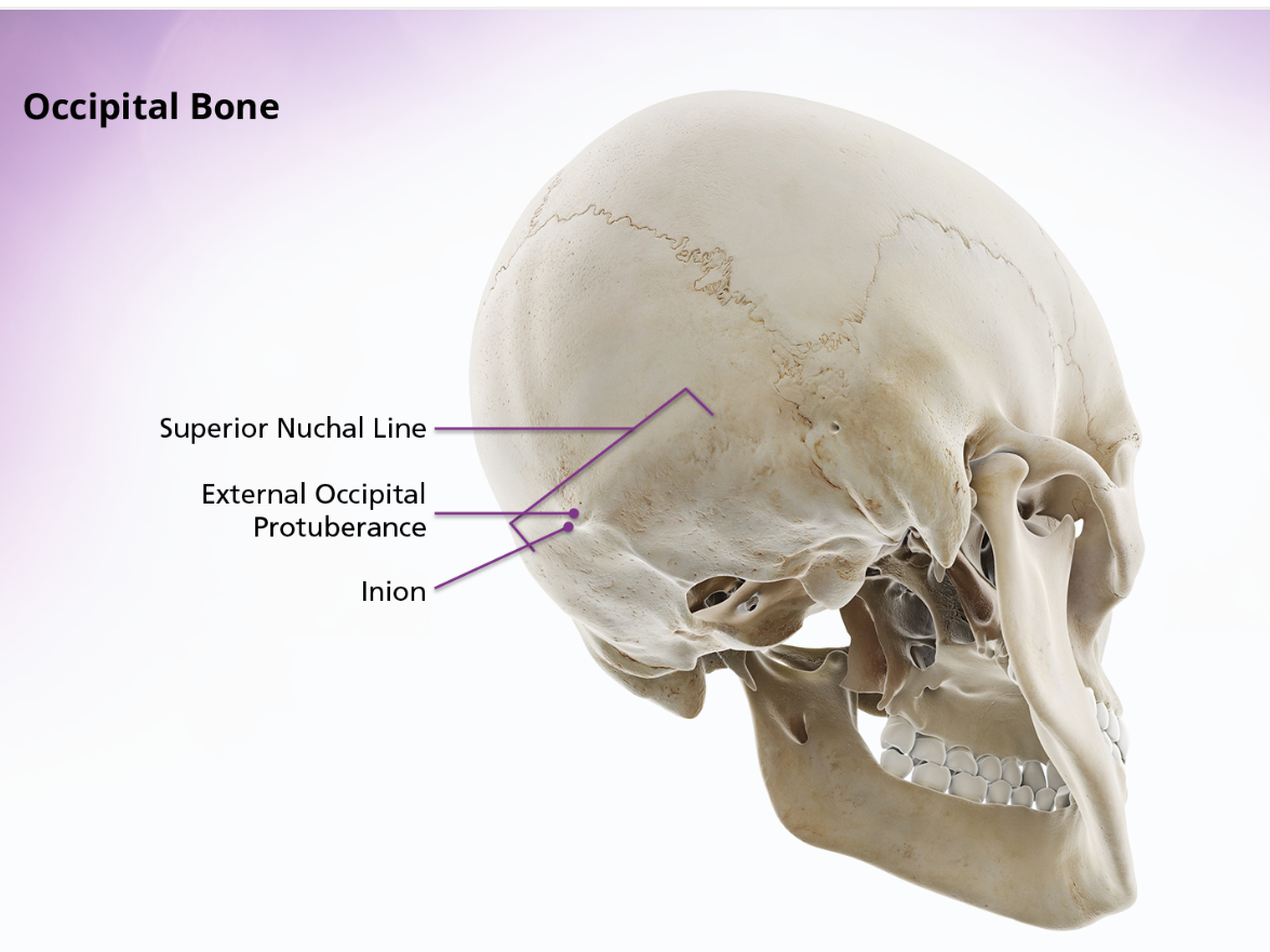 <p>The external surface of the squamous portion of the occipital bone is convex. If you palpate the upper posterior portion of your neck and move you fingers upwards, you can feel a ridge of bone running transversely across the base of the skull. This ridge is the superior nuchal line. The external occipital protuberance is location in the middle of this ridge, at approx the center of the external surface of the occipital bone. The peak of the external occipital protuberance is called the inion.</p>