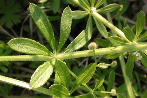 Family: Rubiaceae

SN: Galium aparine