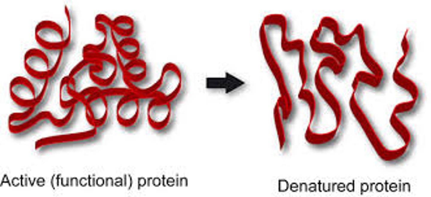 <p>the loss of shape in a protein as a result of changes in temperature, pH, or exposure to chemicals</p>