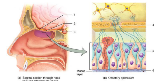 <p>locate the bipolar neuron on NOSE</p>