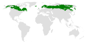 <p>most of the north places such as Canada Alaska Russia and Northern Europe </p>