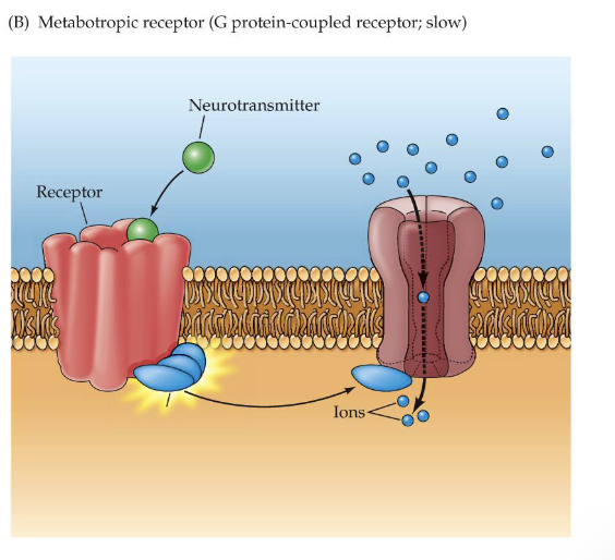 <p>postsynaptic receptor proteins that do not contain an ion channel, but may (when activated) activate a G-protein</p><ul><li><p>G-protein: acts as a &apos;2nd messenger&apos; inside the cell. it amplifies the effect of the 1st messenger (the neurotransmitter) and can initiate processes that affect postsynaptic membrane potential</p></li><li><p>slower communication</p></li><li><p>amplify and prolong synaptic signals</p></li></ul>